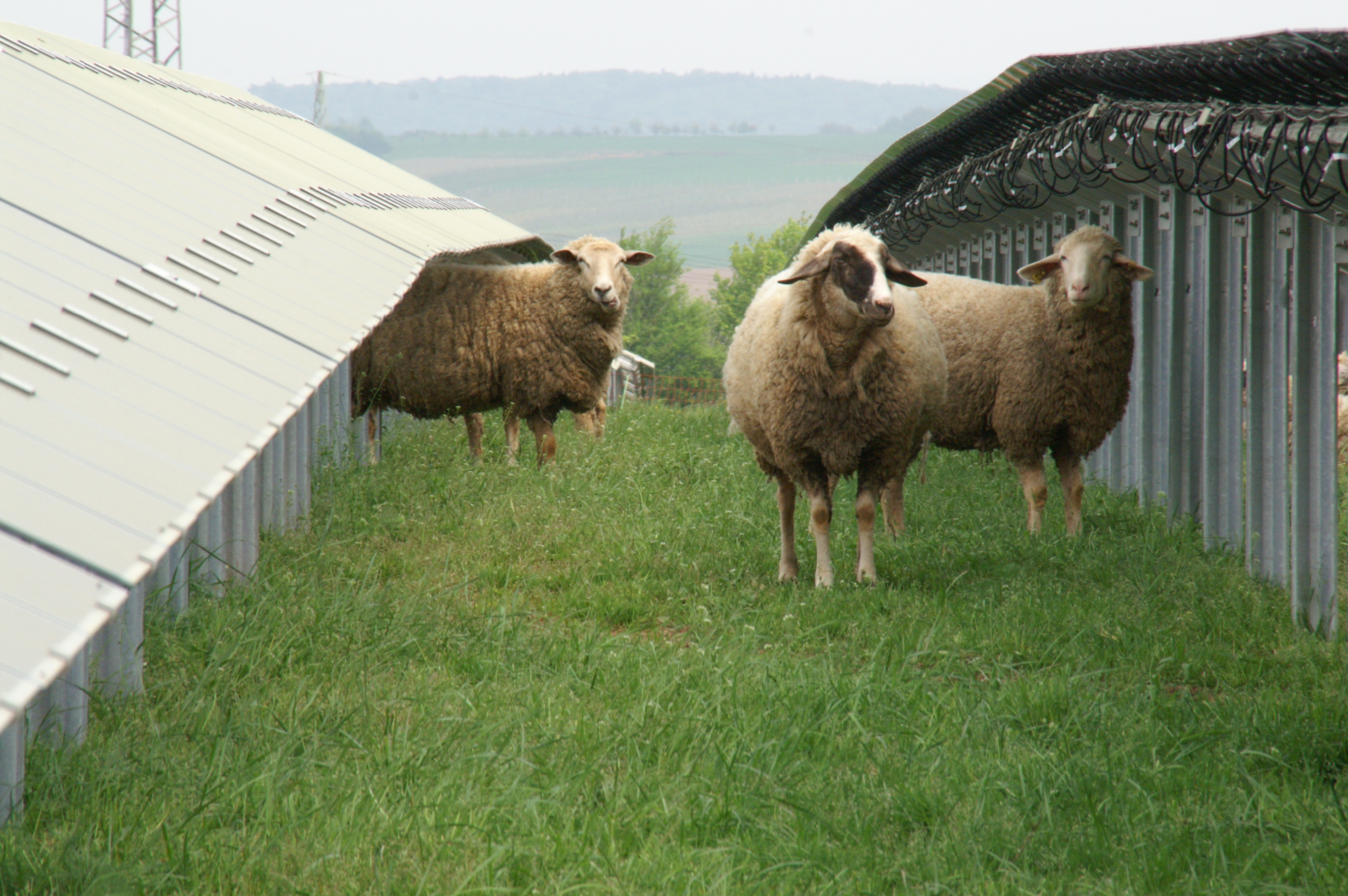 Solarkraftwerk IRT Föhren Schafe hohe Aufloesung für Relaunch